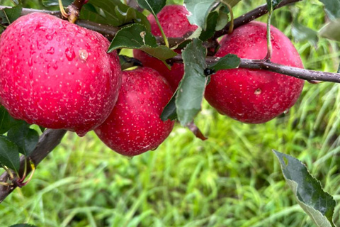 Best Apple Plant in Himachal, Apple Plants, Apple rootstocks in Himachal, Apple
        Plant Nursery